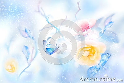Beautiful yellow and pink roses and blue butterfly in the snow and frost. Artistic colorful winter natural image. Stock Photo
