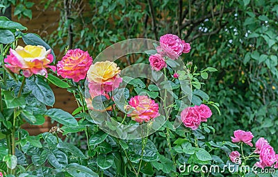 Beautiful yellow-pink roses in the summer garden Stock Photo