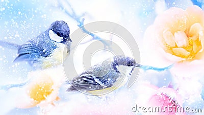 Beautiful yellow and pink roses and tit birds in the snow and frost. Artistic winter natural image. Winter spring season. Stock Photo