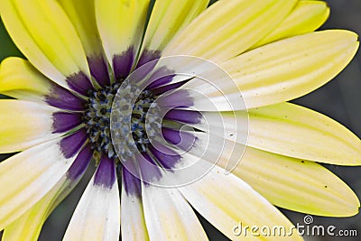 Beautiful Yellow and Purpe Daisy Blazing in the Summer Sun Stock Photo