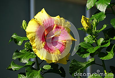 Beautiful yellow and red color of Chinese hibiscus Bon Temps Stock Photo