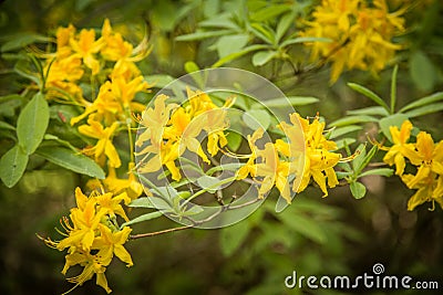 Beautiful yellow rhododendron flowers on a natural background Stock Photo