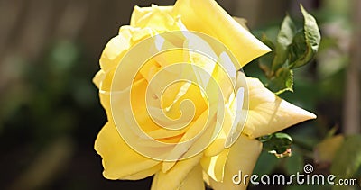 Beautiful yellow rose in autumn garden with amazing evening sunny backlight with amazing evening sunny light stock video footage Beautiful yellow rose in autumn garden with amazing evening sunny backlight with amazing evening sunny light stock video footage