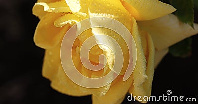 Beautiful yellow rose in autumn garden with amazing evening sunny backlight with amazing evening sunny light stock video footage Beautiful yellow rose in autumn garden with amazing evening sunny backlight with amazing evening sunny light stock video footage