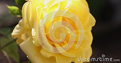 Beautiful yellow rose in autumn garden with amazing evening sunny backlight with amazing evening sunny light stock video footage Beautiful yellow rose in autumn garden with amazing evening sunny backlight with amazing evening sunny light stock video footage