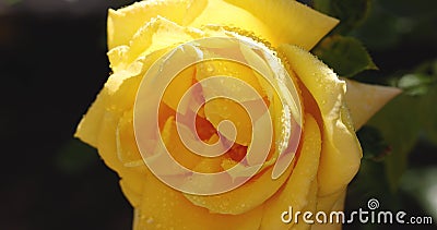 Beautiful yellow rose in autumn garden with amazing evening sunny backlight with amazing evening sunny light stock footage Beautiful yellow rose in autumn garden with amazing evening sunny backlight with amazing evening sunny light stock footage