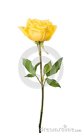 Beautiful yellow rose Stock Photo