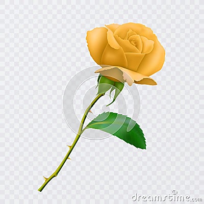 Beautiful yellow rose on long stem with leaf and thorns isolated on white background, decoration for your design, photo realistic Vector Illustration