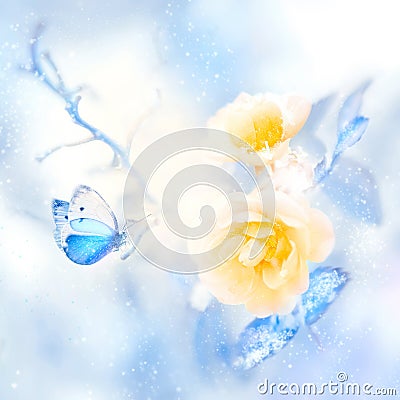 Beautiful yellow roses and blue butterfly in the snow and frost. Artistic winter natural image. Stock Photo