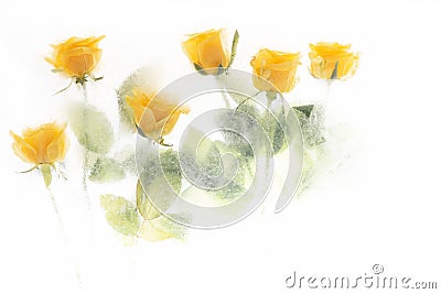 Beautiful yellow roses frozen in misty ice Stock Photo