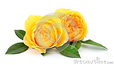 Beautiful yellow roses Stock Photo