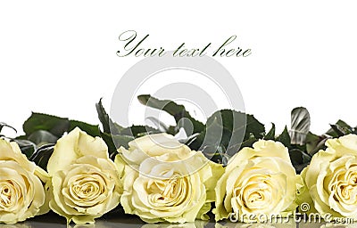 Beautiful yellow roses Stock Photo