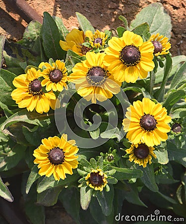 small sunflower Stock Photo