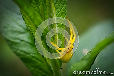 Beautiful yellow spider trying to escape from the photographer Stock Photo