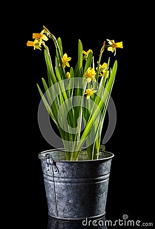 Beautiful yellow spring narcissus flowers in metal bucket isolated Stock Photo