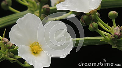 beautiful yellow staments of white water jasmine petals Stock Photo