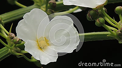 beautiful yellow staments of white water jasmine petals Stock Photo