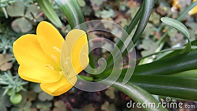 Beautiful yellow star of bethlehem flower in the garden close up view from above. Stock Photo