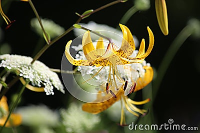 Beautiful yellow tiger lily Stock Photo