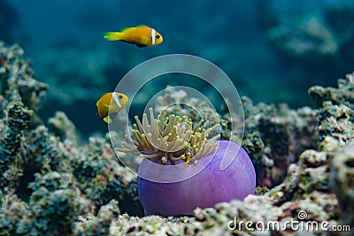 Beautiful yellow tropical fish near the corals at Maldives Stock Photo