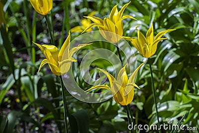 Beautiful yellow tulips at the Tulip Festival in St. Petersburg, Russia.eautiful tulips in the sun in the foreground Stock Photo