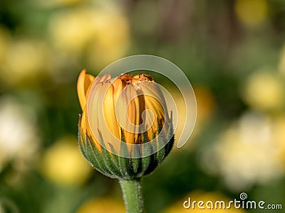 Beautiful yellow wild flower daisy close-up on glade. Stock Photo