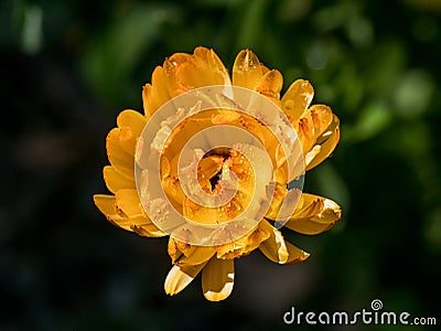 Beautiful yellow wild flower daisy close-up on glade Stock Photo