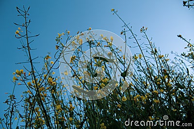 Beautiful yellow wild flowers in a field and blue sky background Stock Photo