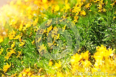 Beautiful yellow wildflowers Stock Photo