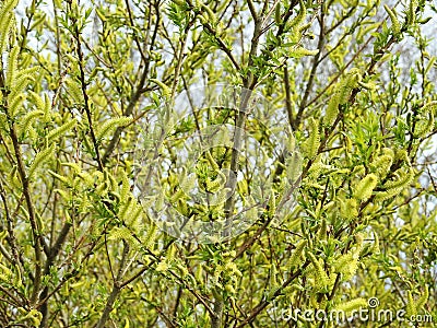 Beautiful yellow willow in spring, Lithuania Stock Photo