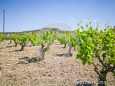 Beautiful and yong vineyards. andscape with vineyards and Mountains at background. Greek grapes for wine. Stock Photo