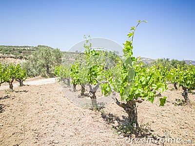 Beautiful and yong vineyards. Grape trees field in Greece. Landscape with vineyards and Mountains Stock Photo