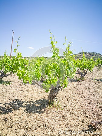 Beautiful and yong vineyards. Grape trees field in Greece. Landscape with vineyards and Mountains Stock Photo