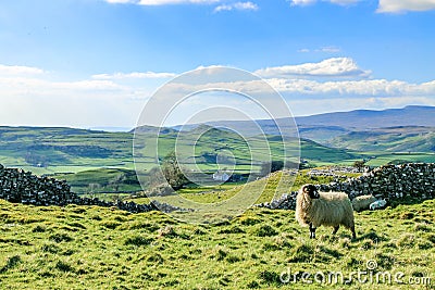 Beautiful yorkshire dales landscape stunning scenery england tourism uk green rolling hills europe Stock Photo