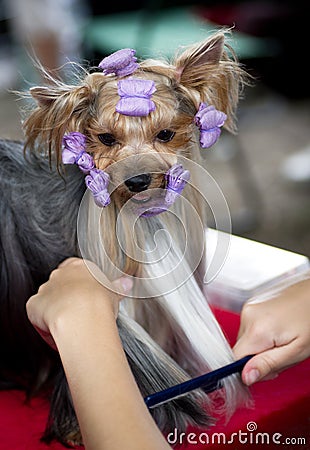 Beautiful Yorkshire terrier Stock Photo