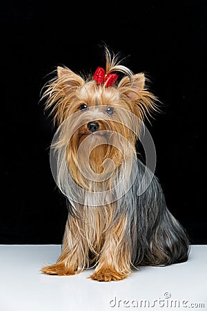 Beautiful yorkshire terrier in fancy hat Stock Photo