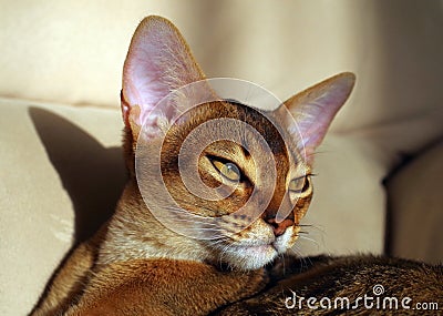 Beautiful young Abyssinian cat lying on the sofa Stock Photo