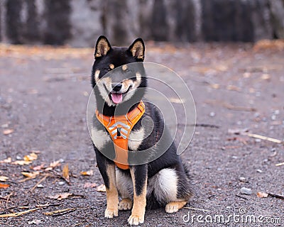 Beautiful young black and tan shiba inu dog sitting in park with mouth open Stock Photo
