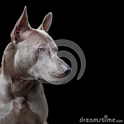 Beautiful blue thai ridgeback dog Stock Photo