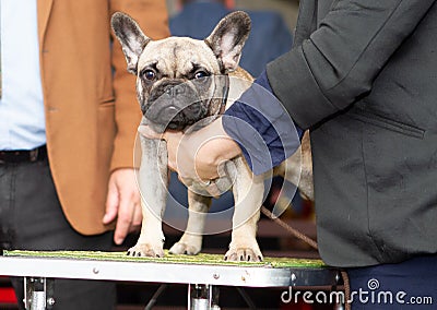 Beautiful young champion dog breed boston terrier isolated coloring while judging at the international dog show Stock Photo
