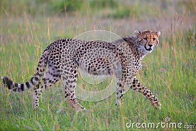Beautiful young cheetah hunting at the masai mara Stock Photo