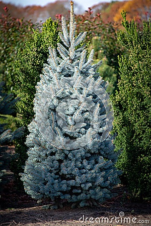 Beautiful young Colorado blue spruce growing on plantation, natural Christmas tree for Christmas holidays Stock Photo