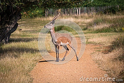 Beautiful young deer standning alone on the road Stock Photo