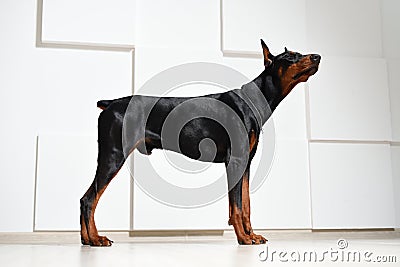 A beautiful young Doberman stands on a laminate floor against a white textured wall, side view, profile Stock Photo