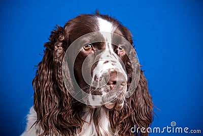 Beautiful young dog breed English Springer Spaniel on blue background. Muzzle close-up, expressive look in camera Stock Photo