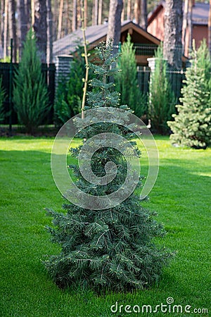 Beautiful young evergreen blue spruce Christmas tree in the home garden on the lawn. Landscaping Stock Photo
