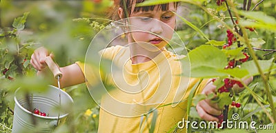 Beautiful young girl picking redcurrant outdoors in the garden. Selective focus. Agriculture, health, bio food concept Stock Photo