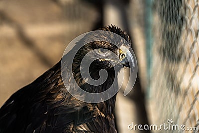 Beautiful young golden eagle,with totaly unconfidential look in his eyes , bravely and proudly observes and preserves the Stock Photo