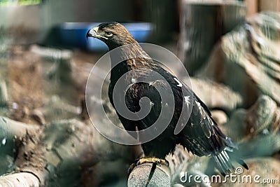 Beautiful young golden eagle,with totaly unconfidential look in his eyes , bravely and proudly observes and preserves the Stock Photo