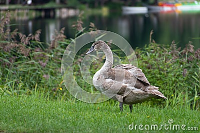 Beautiful young gray colored cygnus or swan Stock Photo